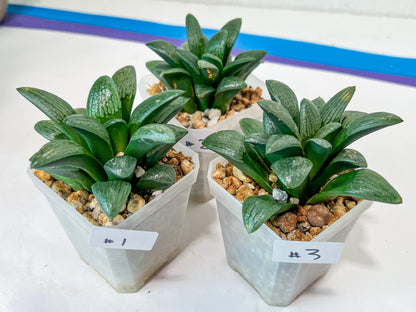 Haworthia Child Princess (#Y3) | Impored Haworthia