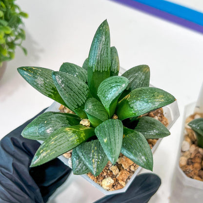 Haworthia Child Princess (#Y3) | Impored Haworthia