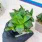 Haworthia Stabilo (#H7) | Imported Succulent | Hong Kong Rare Species
