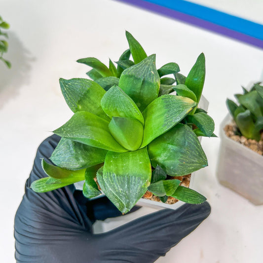 Haworthia Stabilo (#H7) | Imported Succulent | Hong Kong Rare Species