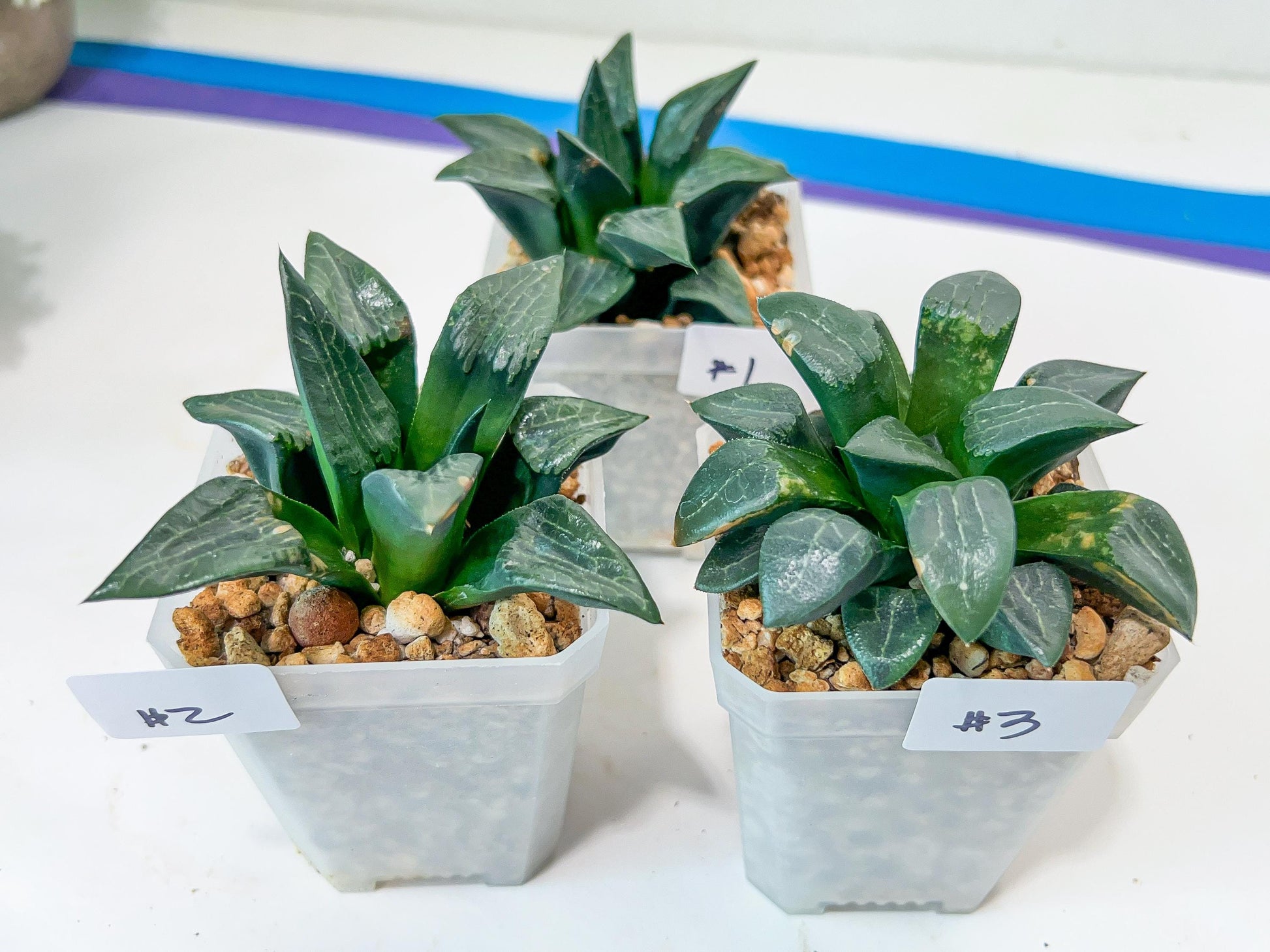Haworthia Aboukyuu (#Y4) | Imported Succulent