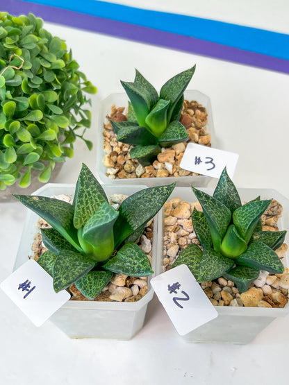 Haworthia Beluga (Y5) | Impored Haworthia