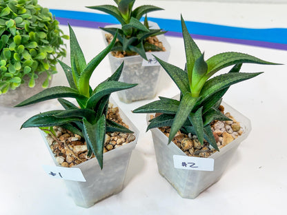 Haworthia Catevala Tessellata (Y6)) | Rare Imported Succulents