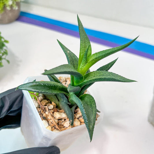 Haworthia Catevala Tessellata (Y6)) | Rare Imported Succulents