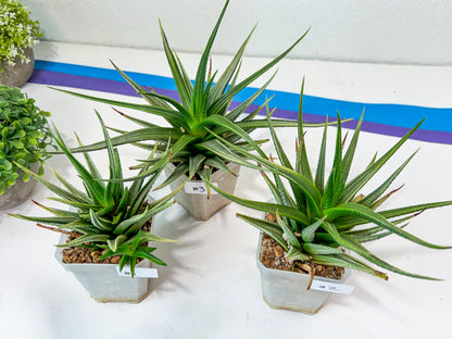 Haworthia Aura (H7) | Impored Haworthia