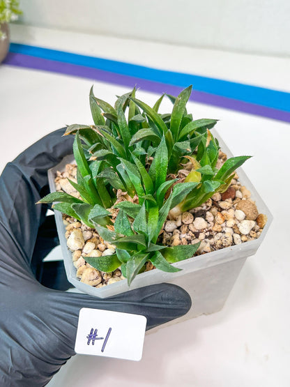 Haworthia Emelyae var. Major (Y8) | Imported Plants