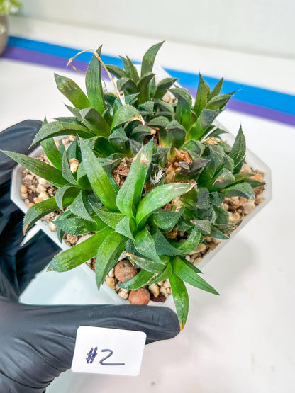Haworthia Emelyae var. Major (Y8) | Imported Plants