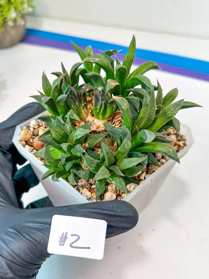 Haworthia Emelyae var. Major (Y8) | Imported Plants