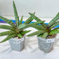 Sansevieria Red Cheek (#A5) | New type of Imported Hybrids