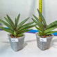 Sansevieria Red Cheek (#A5) | New type of Imported Hybrids