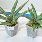 Sansevieria Red Cheek (#A5) | New type of Imported Hybrids
