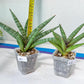 Sansevieria Red Cheek (#A5) | New type of Imported Hybrids