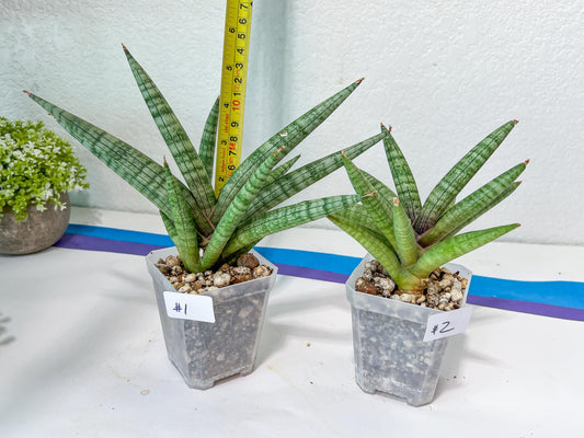 Sansevieria Red Cheek (#A5) | New type of Imported Hybrids
