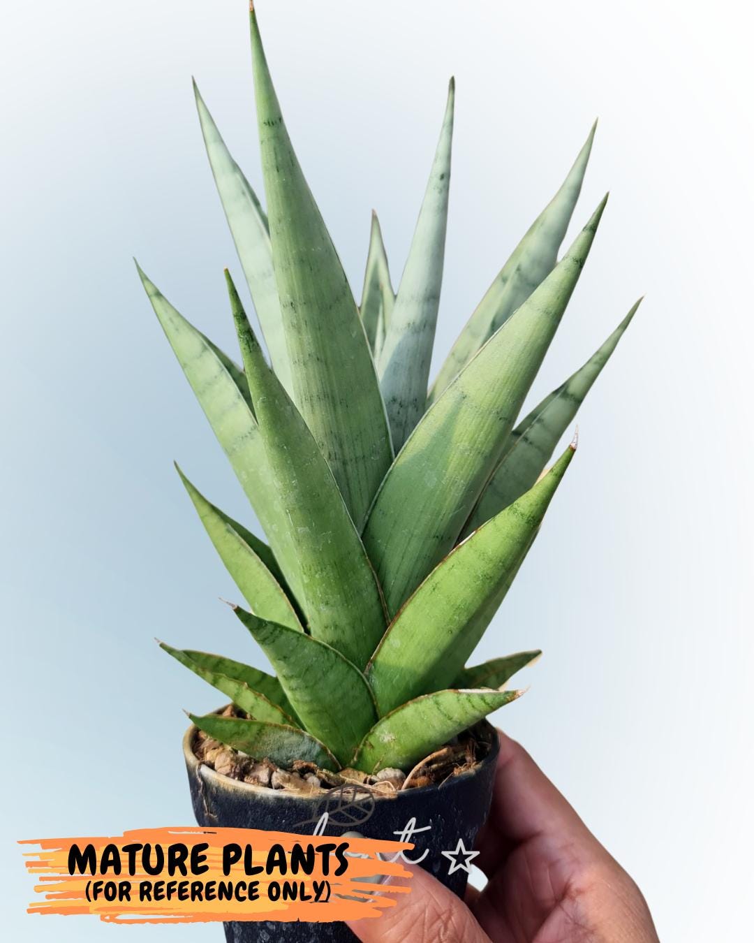 Sansevieria Silent Song (5) | Rare Imported Hybrids