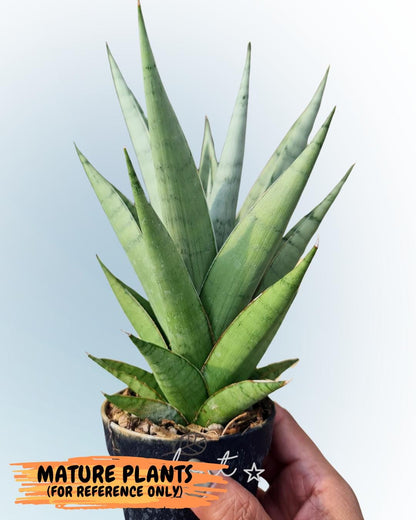 Sansevieria Silent Song (5) | Rare Imported Hybrids