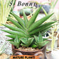Sansevieria Bonny (PH9) | Rare Imported House Plants