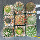 Rare Cactus Collections (C1)(1~9) | Plant names listed in descriptions | 3.5Pot
