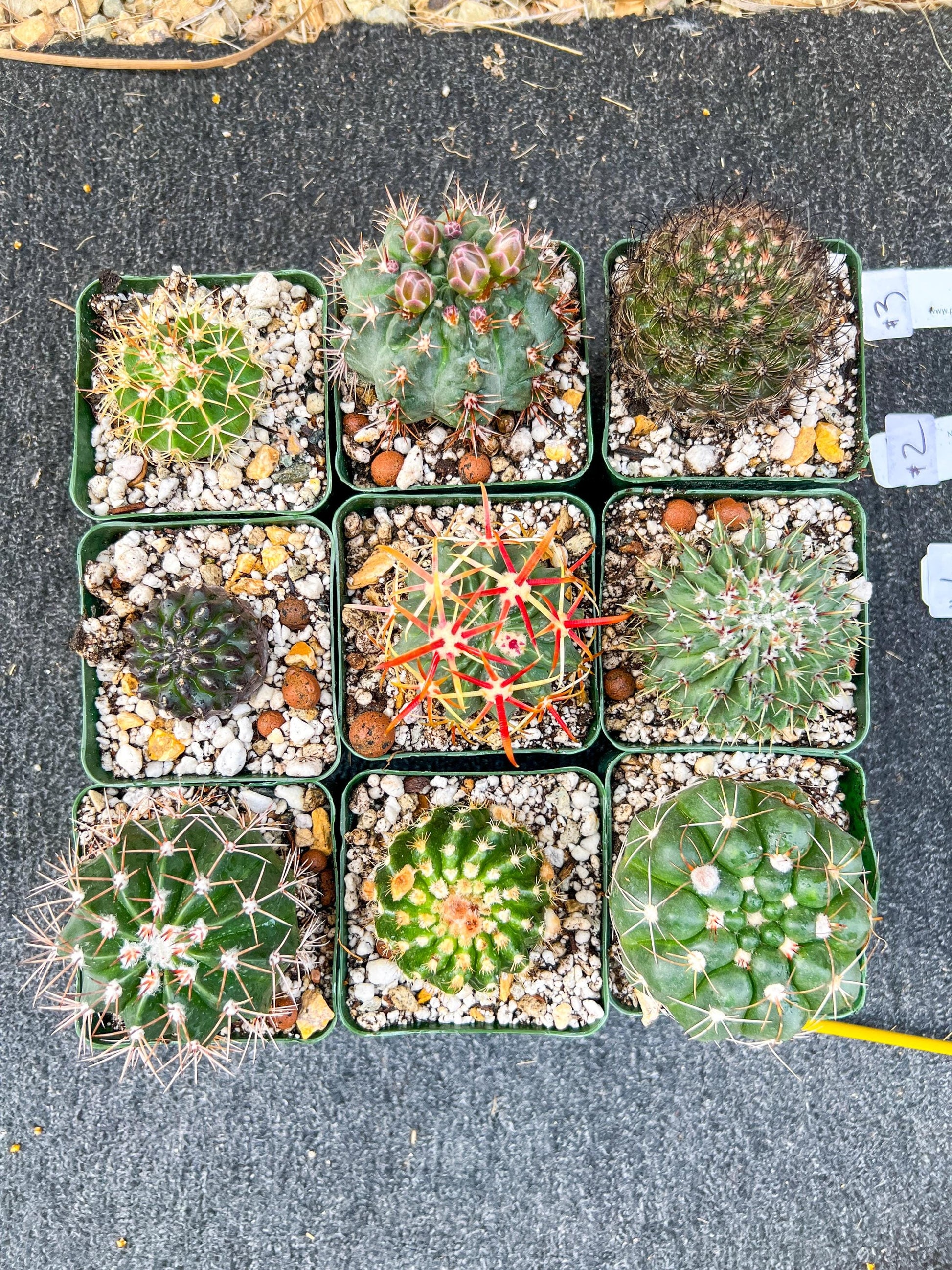 Rare Cactus Collections (C1)(1~9) | Plant names listed in descriptions | 3.5Pot