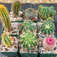 Rare Cactus Collections (C1)(10~16) | Plant names listed in descriptions | 3.5Pot