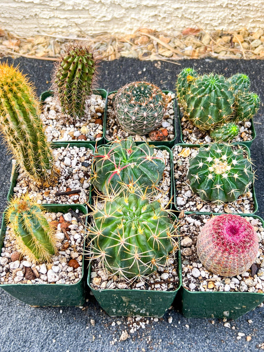 Rare Cactus Collections (C1)(10~16) | Plant names listed in descriptions | 3.5Pot