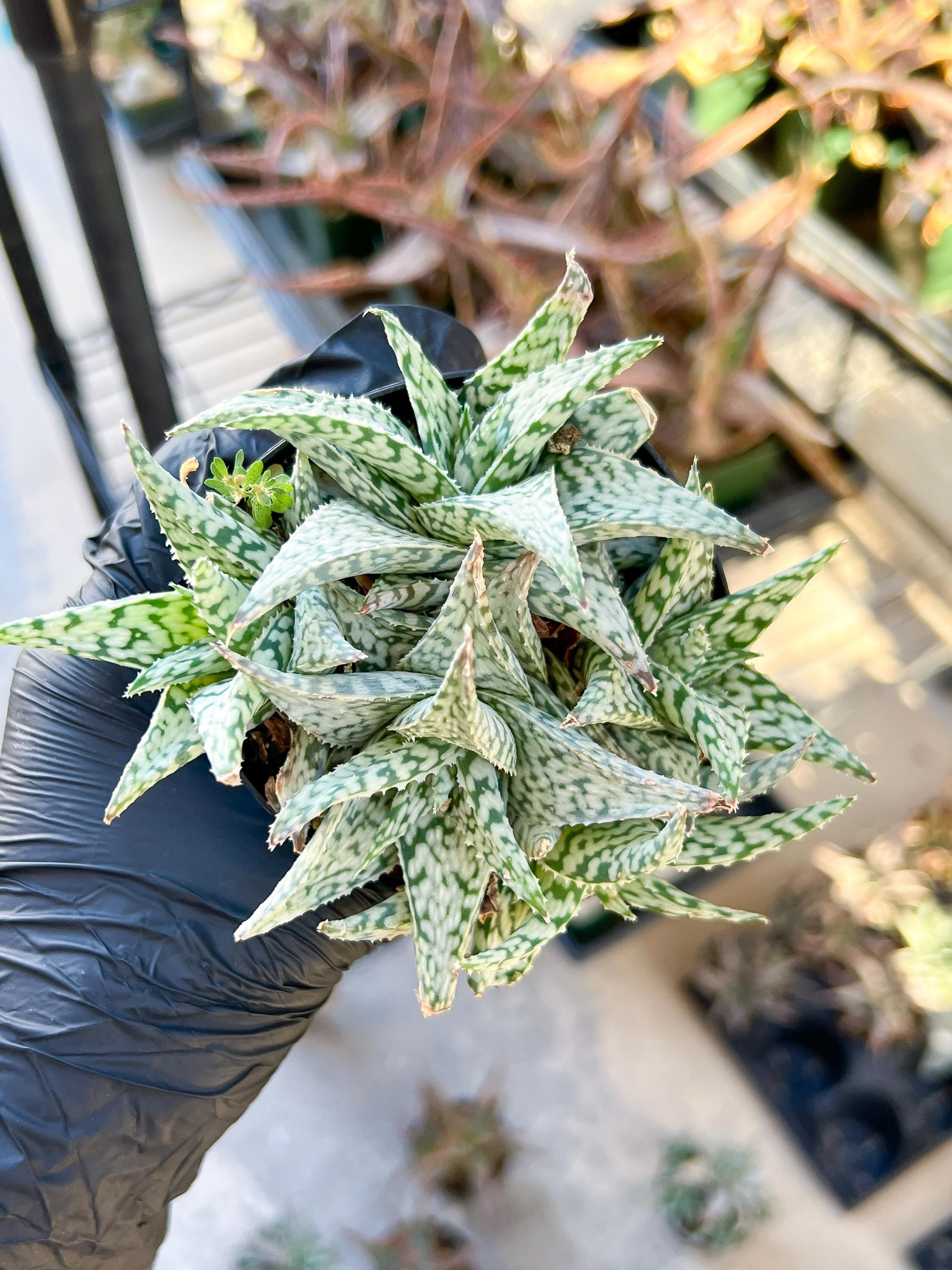 Aloe Star Blizzard | Rare aloe plant | Rare succulent | 3.5
