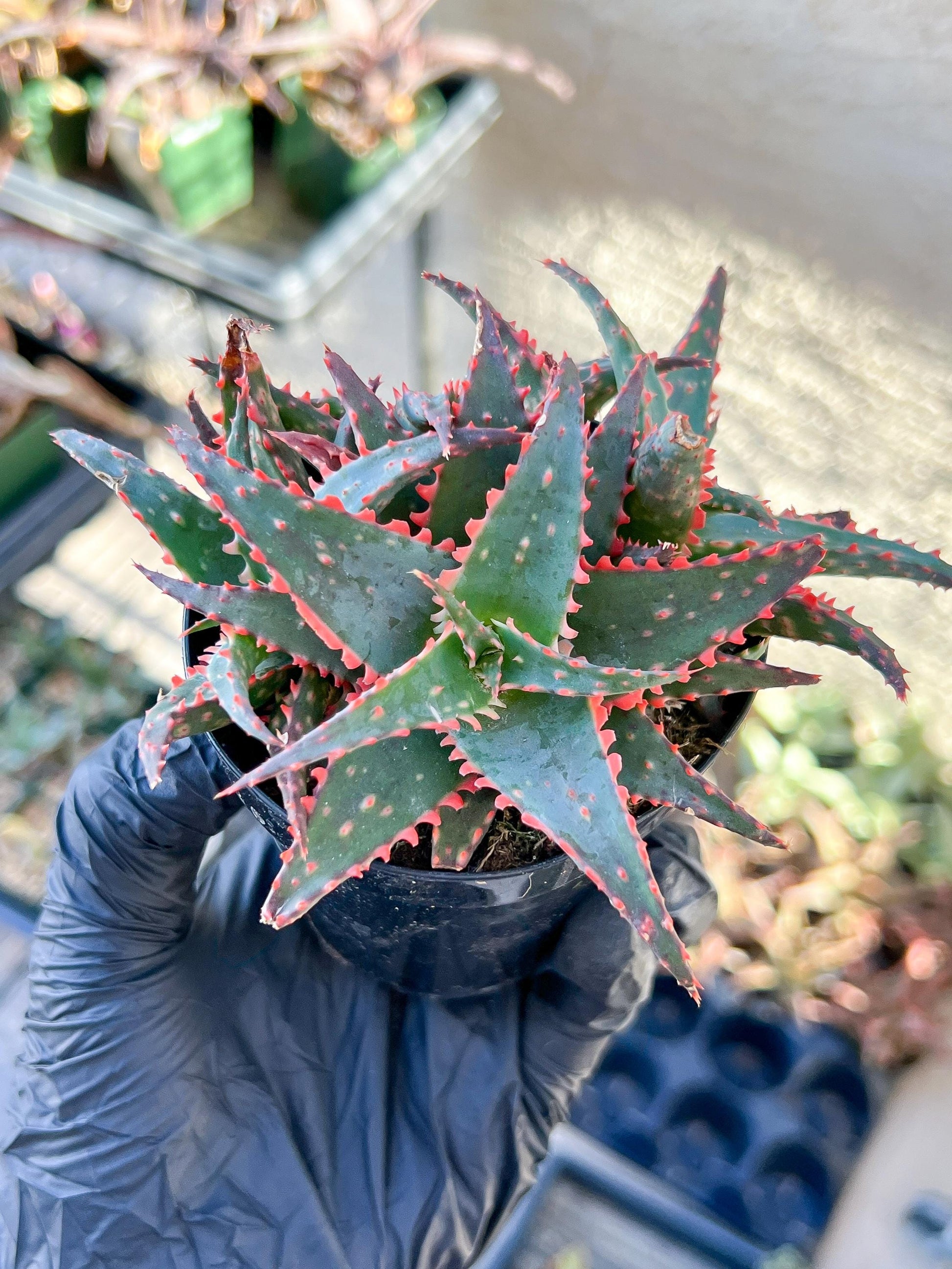 Aloe Christmas Sleigh | Rare aloe plant | Rare succulent | 3.5" Planter