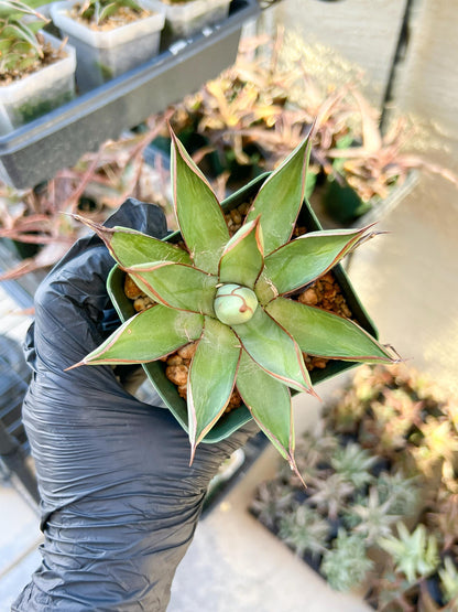 Agave Blue Glow | Imported Rare Agave | 4" Planter