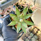 Agave Blue Glow | Imported Rare Agave | 4" Planter