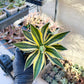 Agave kerchovei var. pectinata (M54) | Imported Rare Agave | 4" Planter