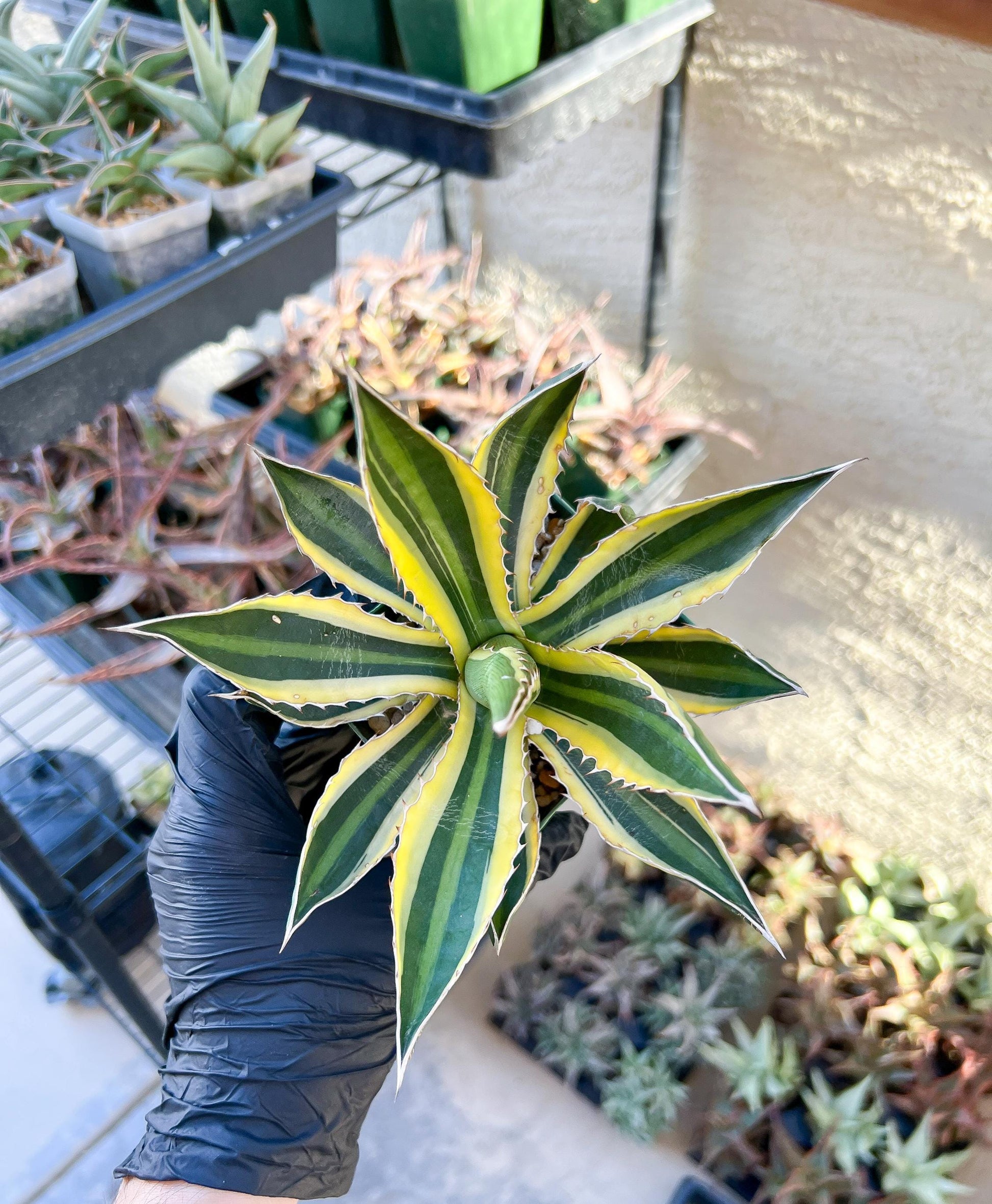 Agave kerchovei var. pectinata (M54) | Imported Rare Agave | 4" Planter