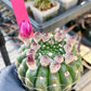 Notocactus Uebelmannianus | Rare succulent | 3.5" Planter