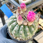 Notocactus Uebelmannianus | Rare succulent | 3.5" Planter