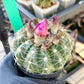 Notocactus Uebelmannianus | Rare succulent | 3.5" Planter