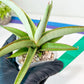 Sansevieria Lanta XL | Let a Unique Plant Bring Peace to Your Space