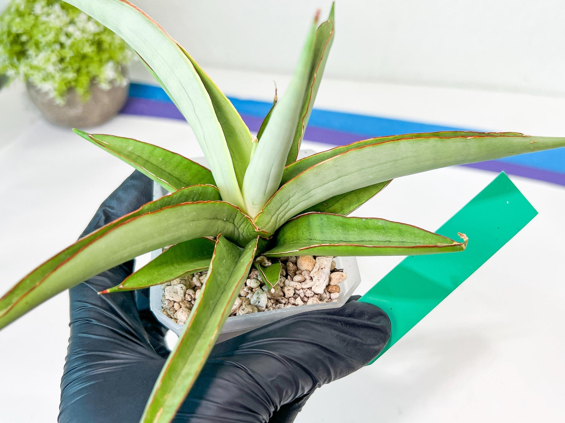 Sansevieria Lanta XL | Let a Unique Plant Bring Peace to Your Space