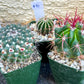 Rare Cactus Collections (C2)(8~15) | Plant names listed in descriptions