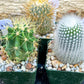 Rare Cactus Collections (C2)(8~15) | Plant names listed in descriptions