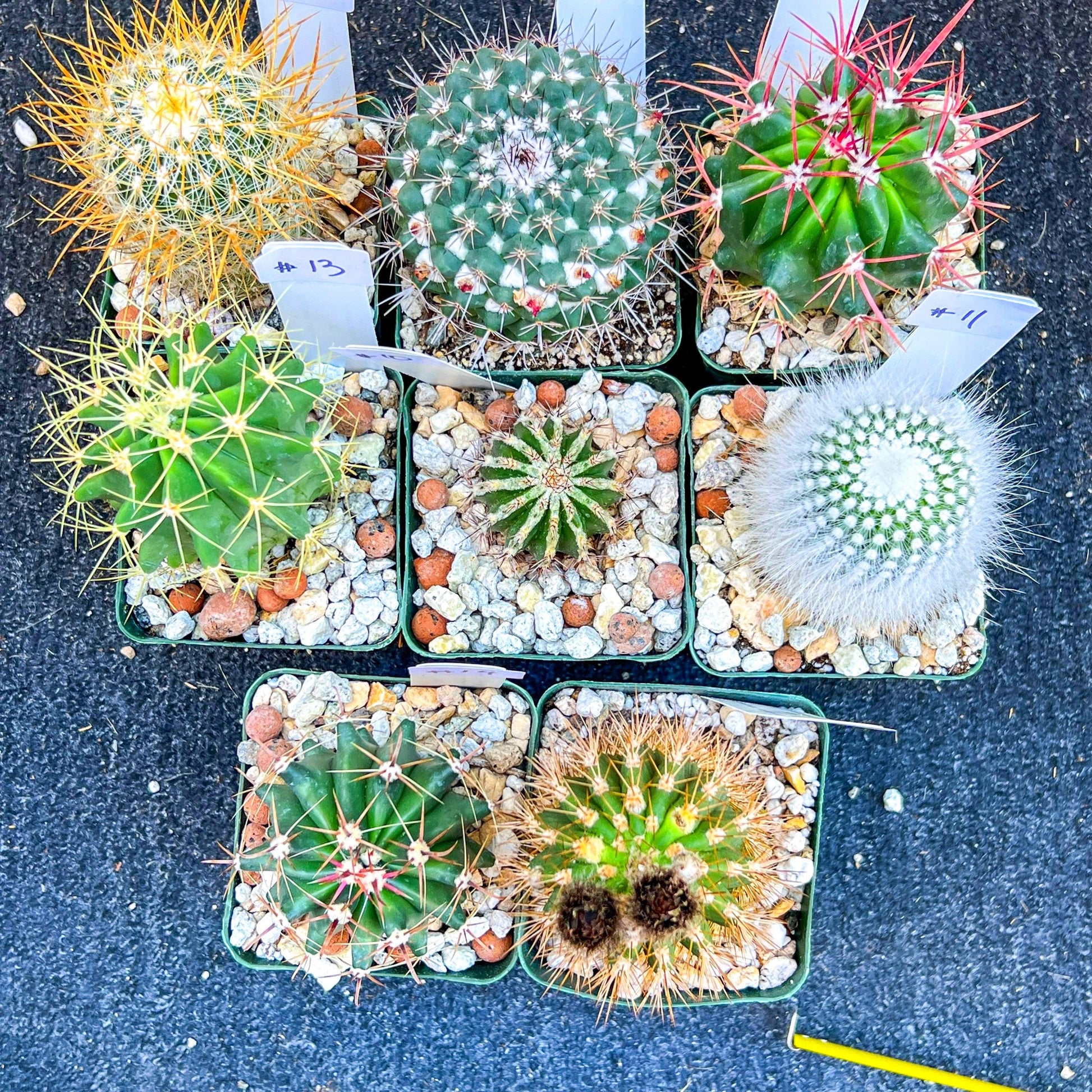 Rare Cactus Collections (C2)(8~15) | Plant names listed in descriptions