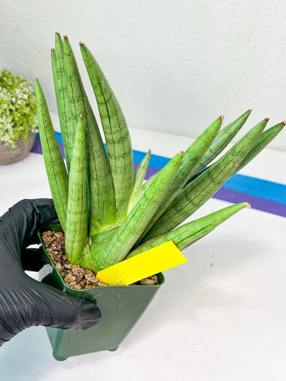 Sansevieria Silver Crown Medium (#C7) | Rare Imported Snake Plant