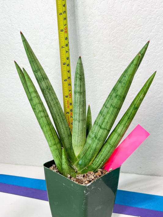 Sansevieria Silver Crown Medium (#C7) | Rare Imported Snake Plant