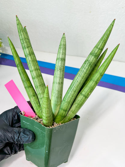 Sansevieria Silver Crown Medium (#C7) | Rare Imported Snake Plant
