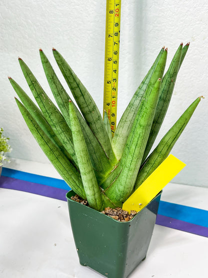 Sansevieria Silver Crown Medium (#C7) | Rare Imported Snake Plant