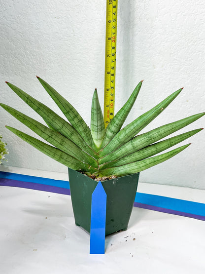 Sansevieria Silver Crown Medium (#C7) | Rare Imported Snake Plant