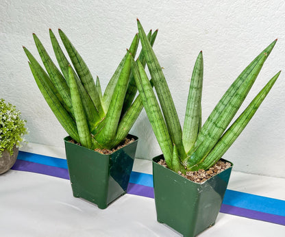 Sansevieria Silver Crown Medium (#C7) | Rare Imported Snake Plant