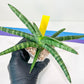 Sansevieria Baobun Jin (#C8) | Rare Imported Snake Plant