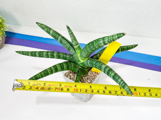 Sansevieria Baobun Jin (#C8) | Rare Imported Snake Plant