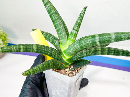 Sansevieria Baobun Jin (#C8) | Rare Imported Snake Plant