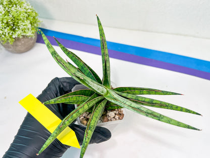 Sansevieria Nonlawee XL (#C8) | Rare Imported Snake Plant