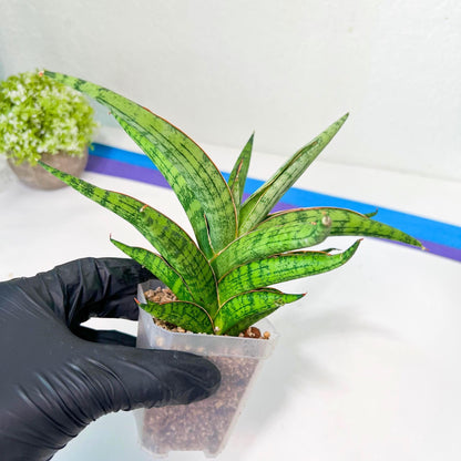 Sansevieria Nonlawee XL (#C8) | Rare Imported Snake Plant