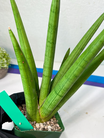 Sansevieria Stardust XL (C1) | Imported Plants | Rare Hybrid Species